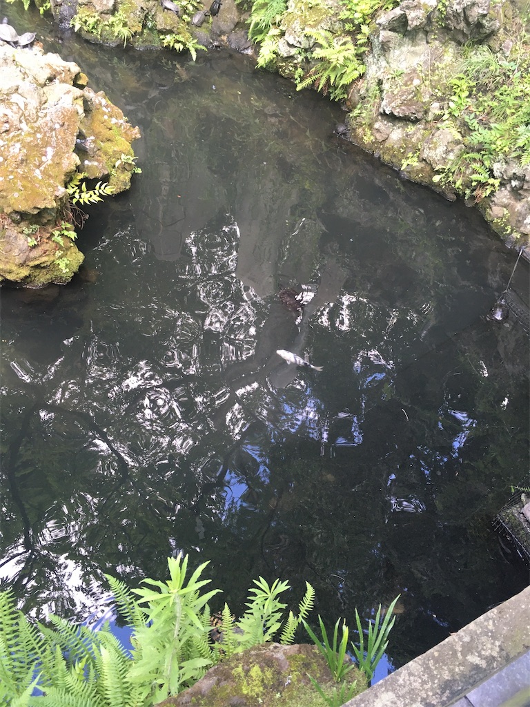 f:id:hiromi8600:20200802162623j:image f:id:hiromi8600:20200802162623j:image