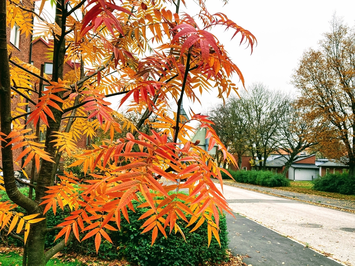 f:id:hiromi_blomberg:20201111145418j:plain