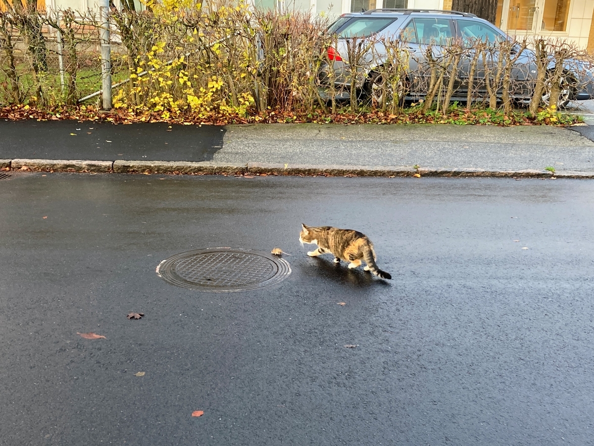 f:id:hiromi_blomberg:20211119133516j:plain