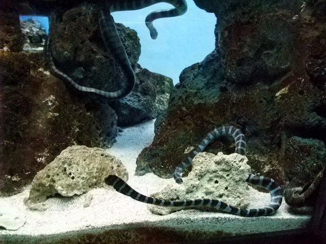 エラブウミヘビ