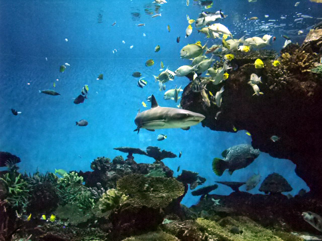 サンゴ礁に棲む魚たち