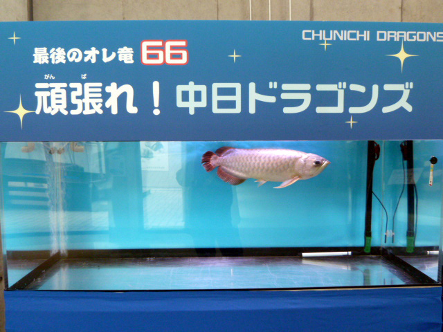 アジアアロワナ