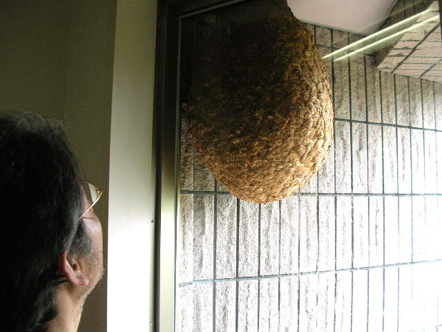 スズメバチ