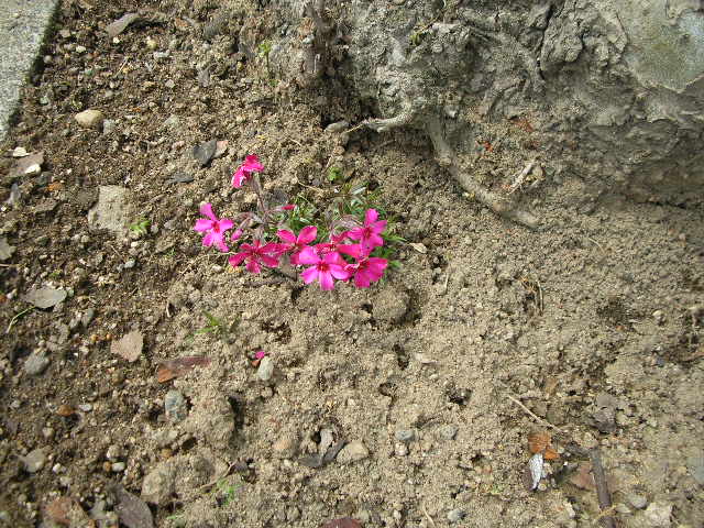 雑草のような花