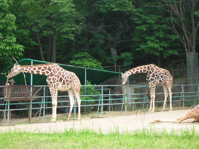 東山動物園