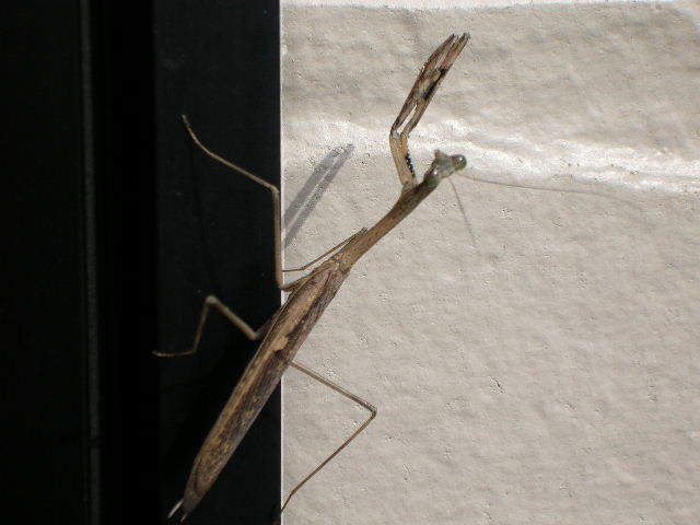 カマキリ