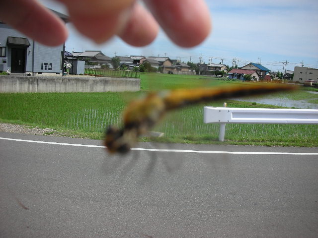 新説・納豆のチカラ