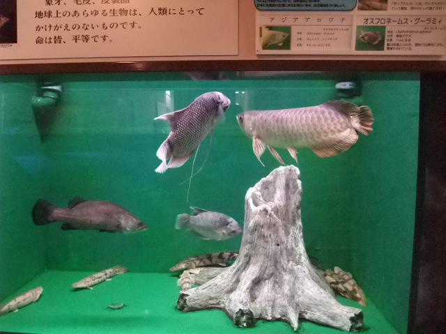 アジアアロワナとオスフロネームスたち