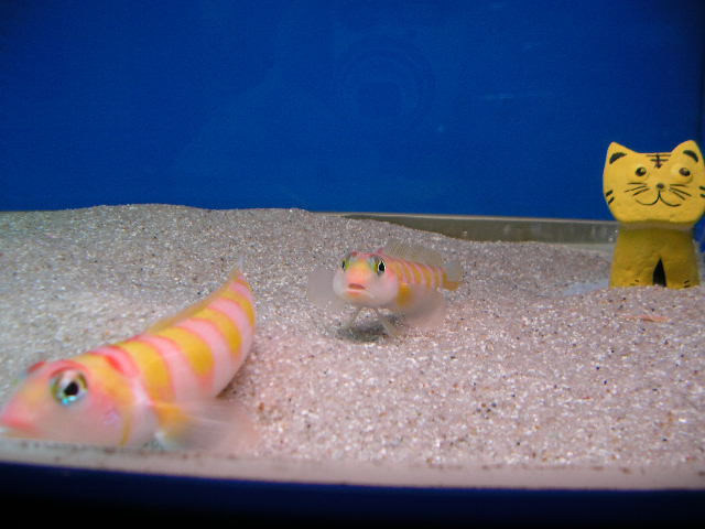 可愛い海水魚
