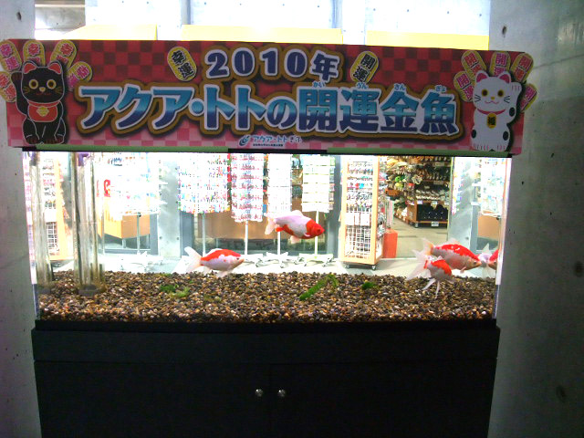 開運金魚
