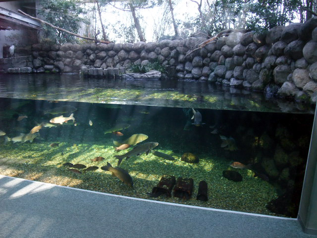 大好きな水槽