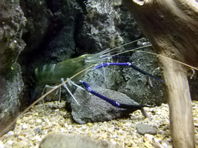 テナガエビ
