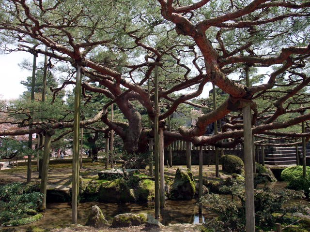 根上松