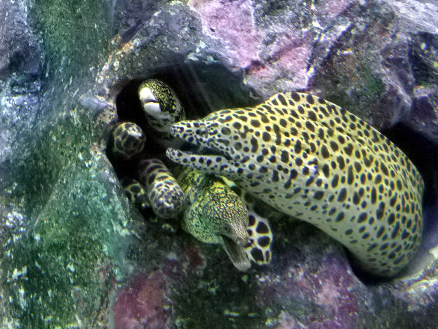ウツボたち