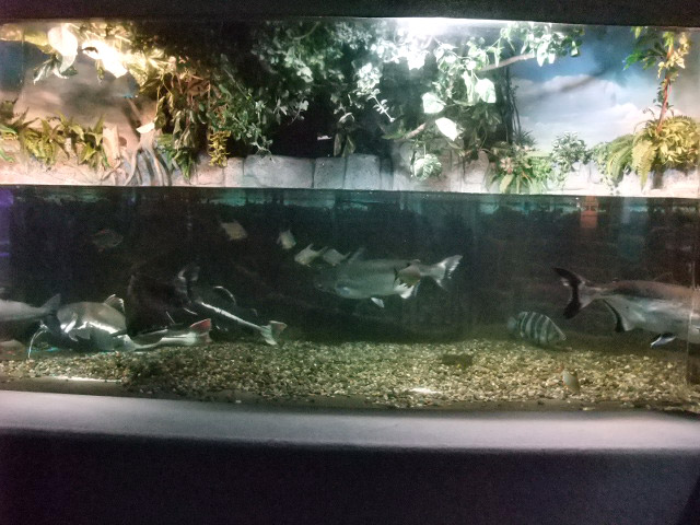 大型淡水魚水槽
