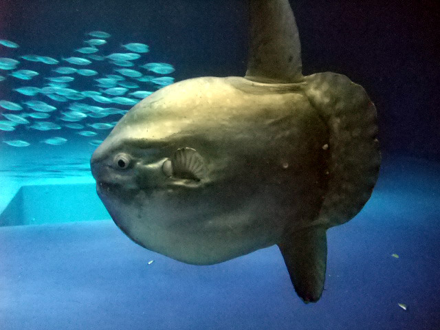 マンボウ