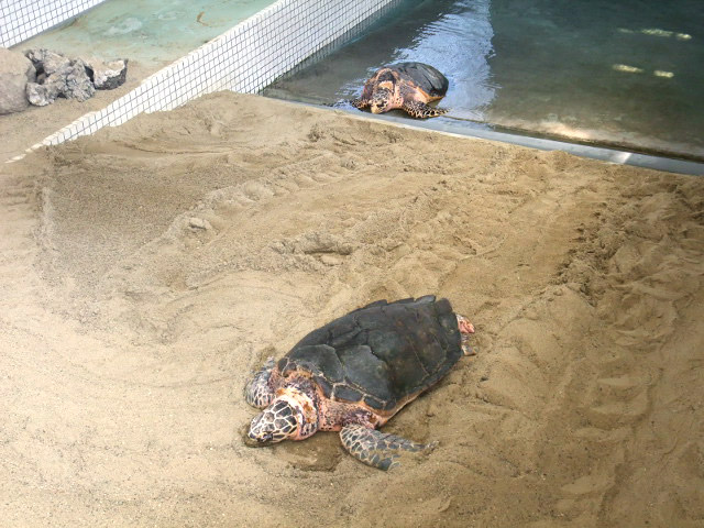 ウミガメ