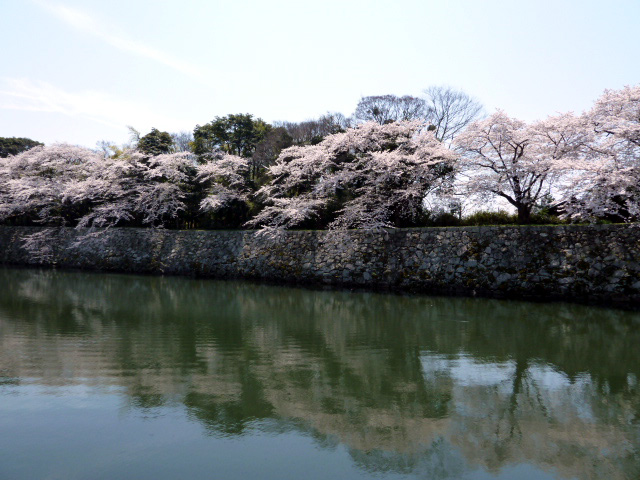 いろは松の対岸の桜