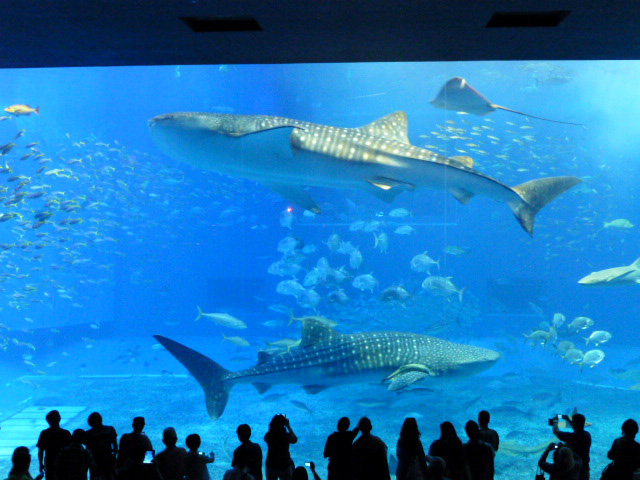 沖縄美ら海水族館