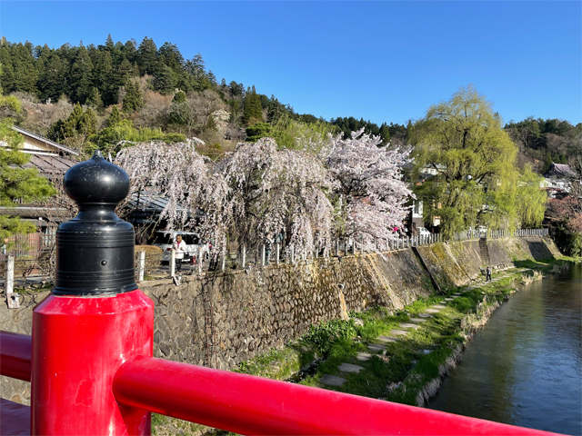 宮川沿いの桜