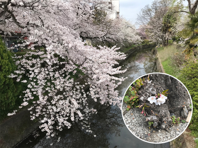 満開の桜
