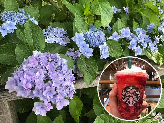 アジサイとシュワッとイチゴフラペチーノ