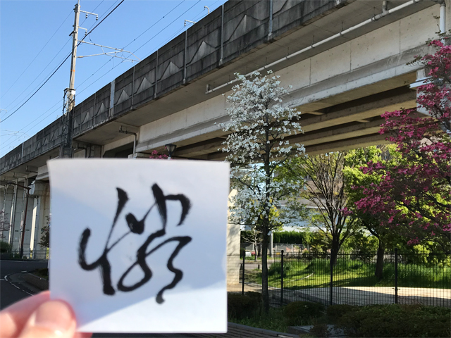 可憐で美しいハナミズキの「憐」