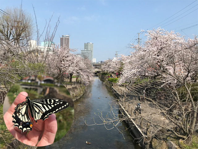 加納の清水川沿いに咲く桜と飛べないアゲハチョウ