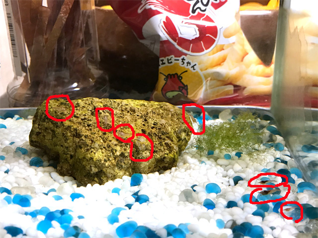ピクシーシュリンプ