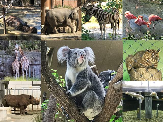 東山動植物園の動物たち