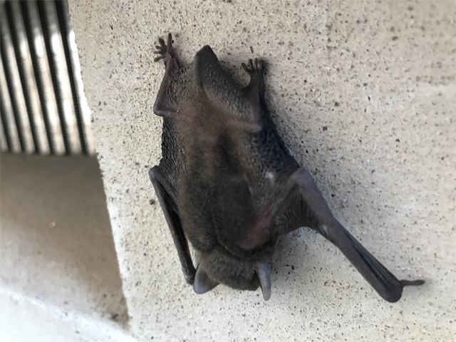 コウモリさん