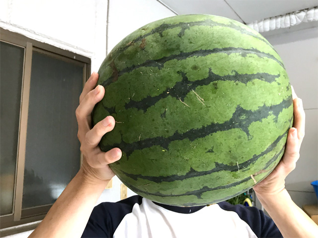 スイカ男