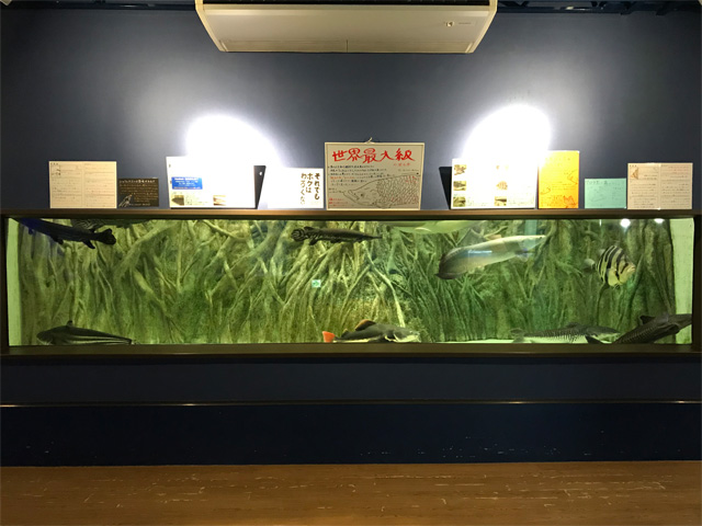 蒲郡市竹島水族館