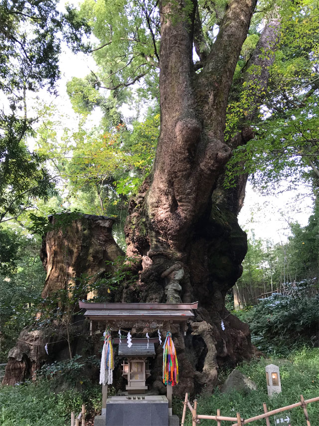 大楠