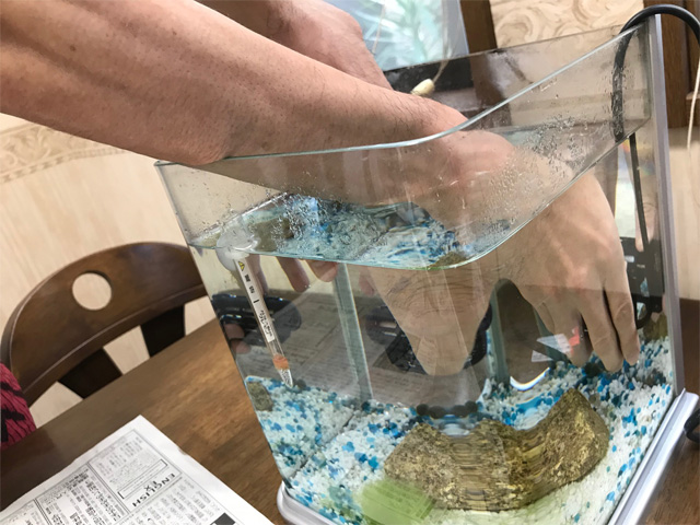 ピクシーシュリンプ