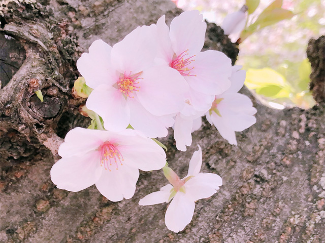 桜