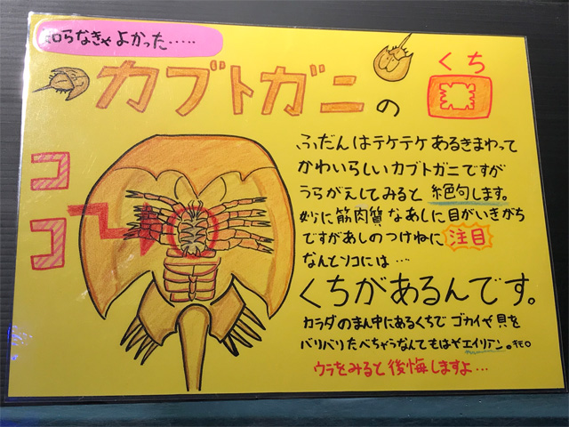 カブトガニ