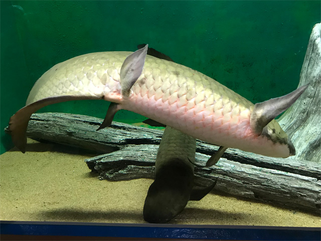 ネオケラトドゥス