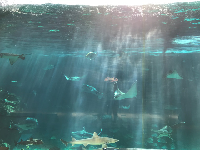 神戸市立須磨海浜水族園