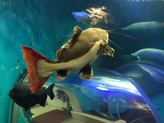 アマゾン館