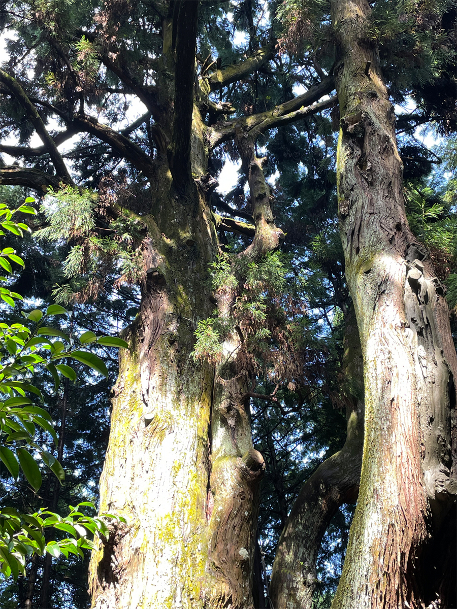 白山神社のスギ