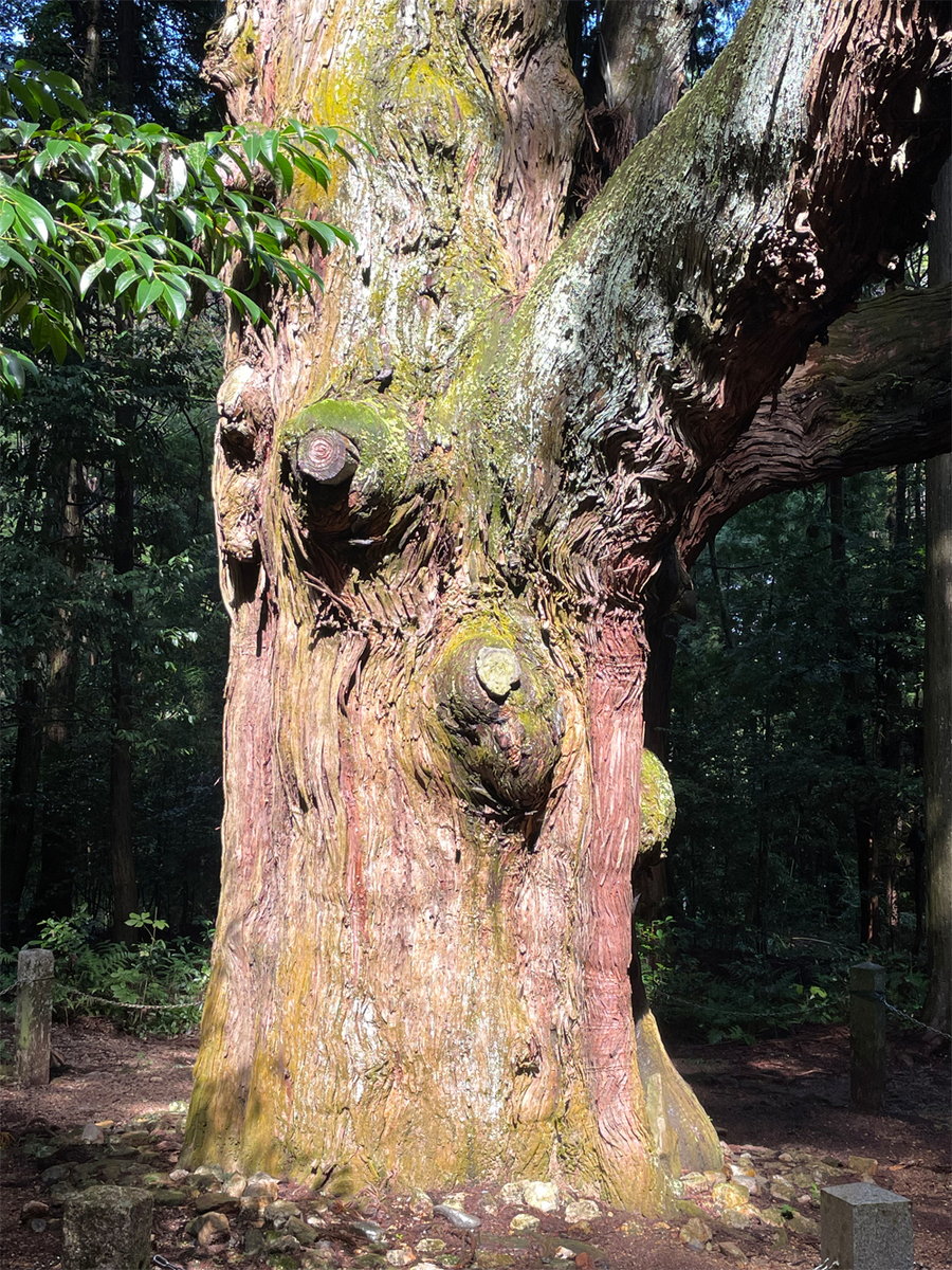 白山神社のスギ