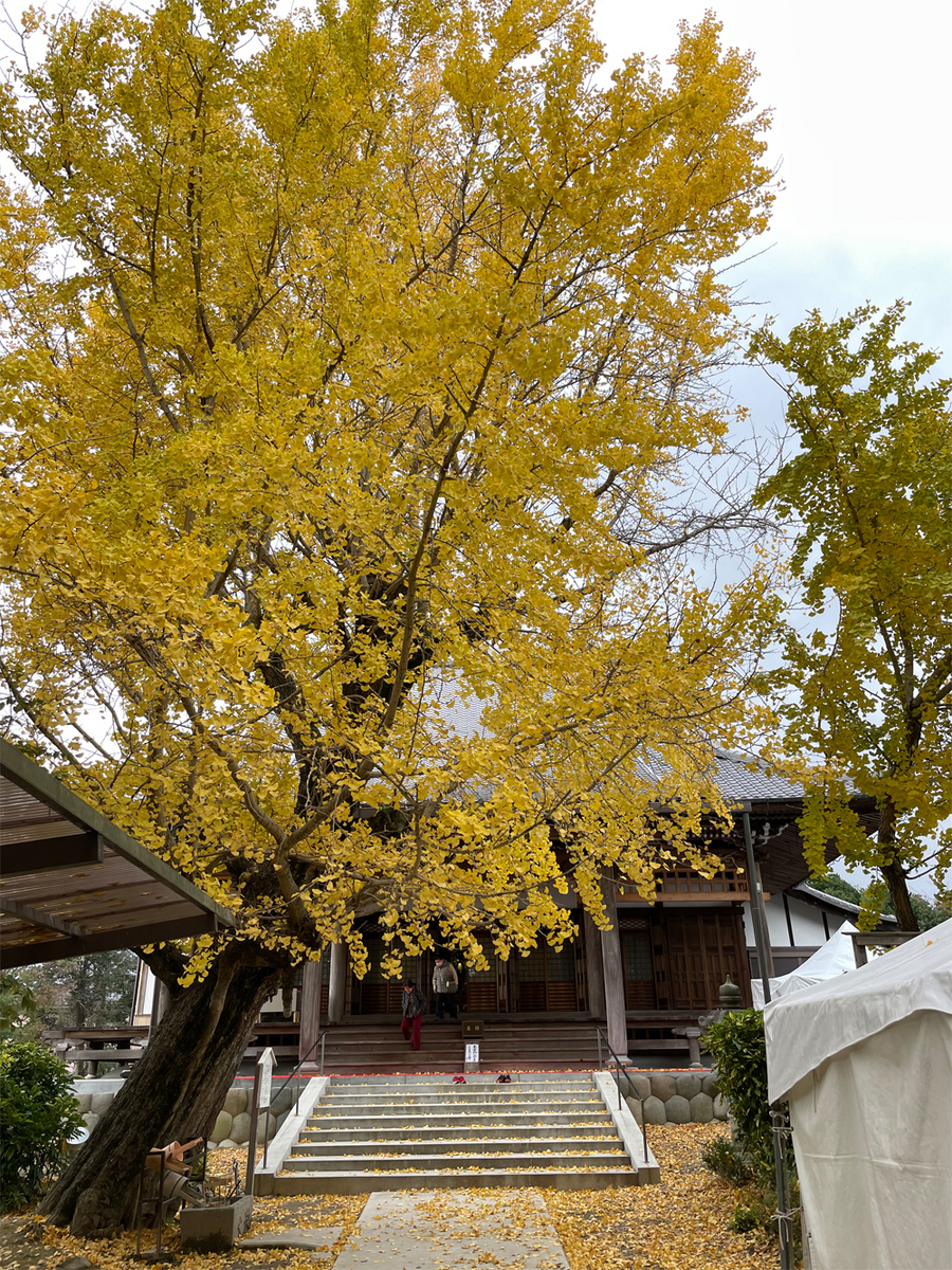 祐専寺のイチョウ