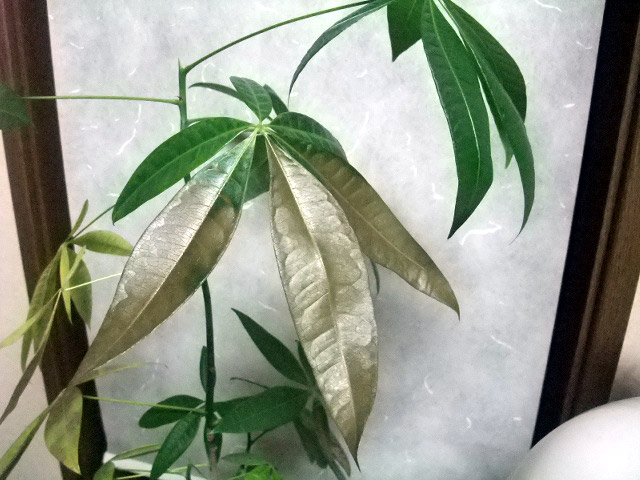 パキラの最後の２３葉