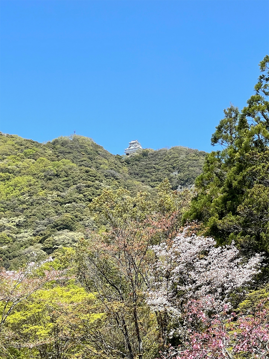岩戸森林公園から見上げる岐阜城