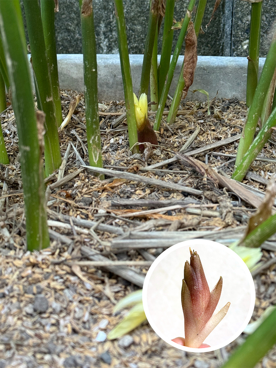ミョウガの花