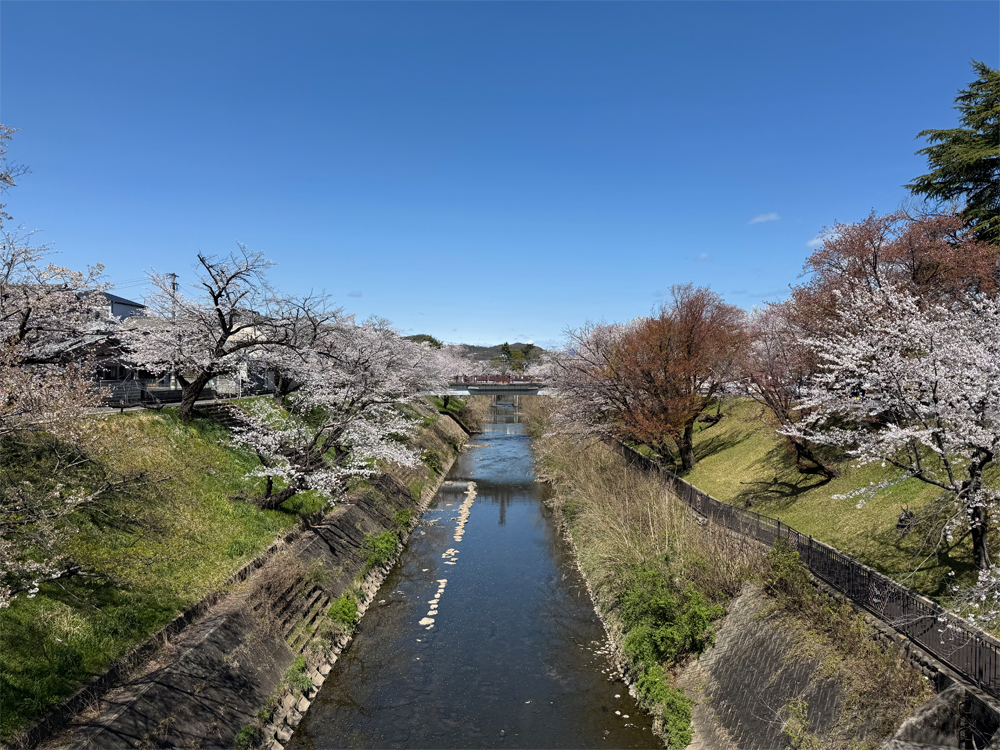 百十郎桜