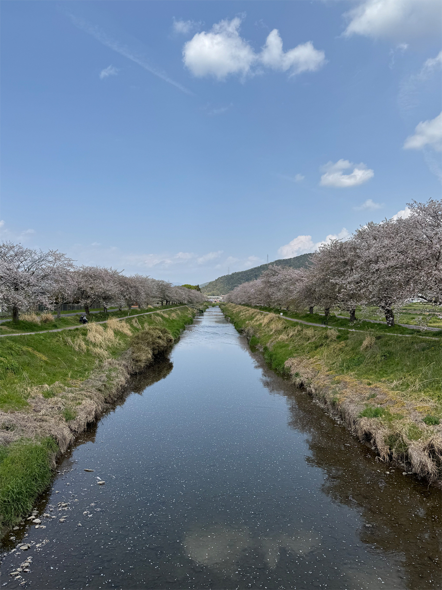 板屋川沿いの桜並木