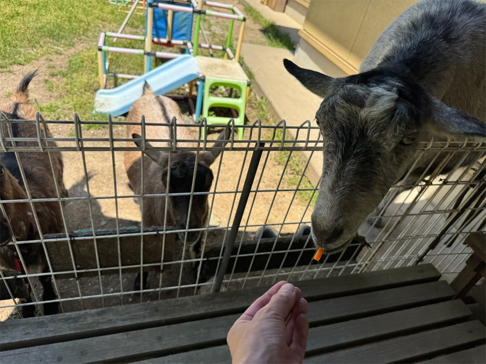 餌を食べる３匹のヤギ