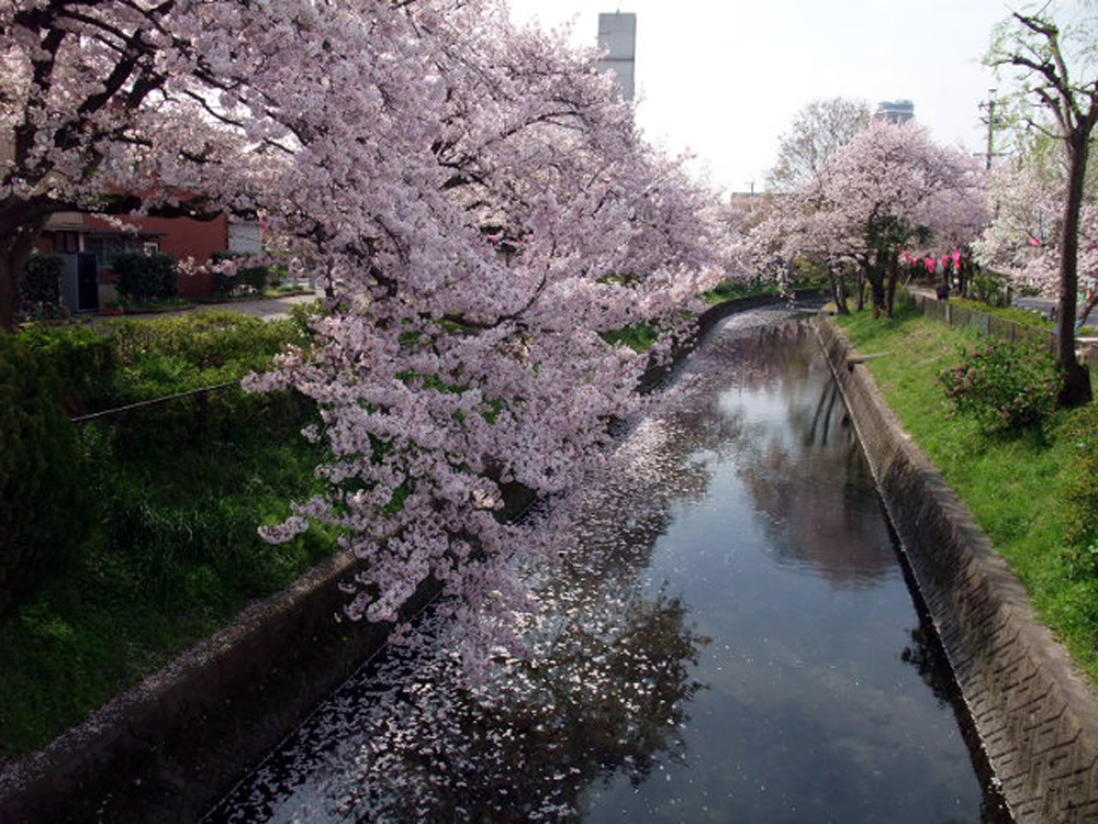 加納の清水川沿いの桜